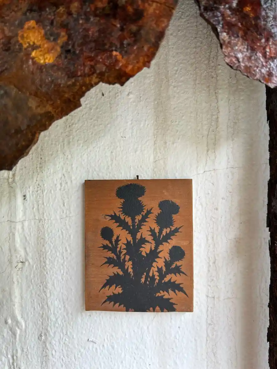 Cirsium vulgare