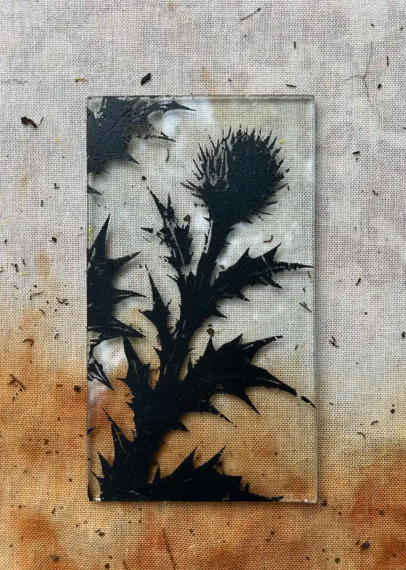 Cirsium Vulgare 