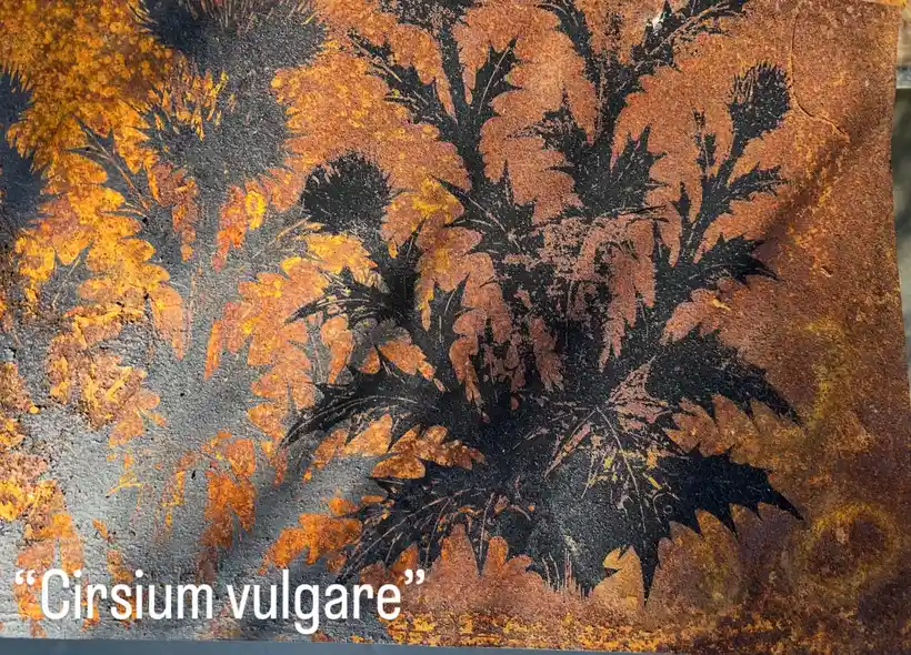 Cirsium Vulgare