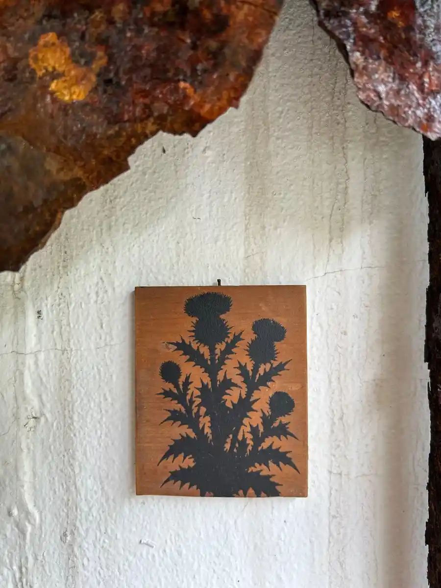 Cirsium vulgare