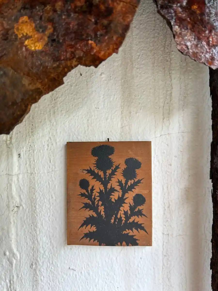 Cirsium vulgare